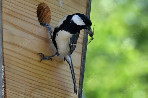 四十雀の子育て
