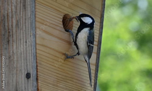 四十雀の子育て