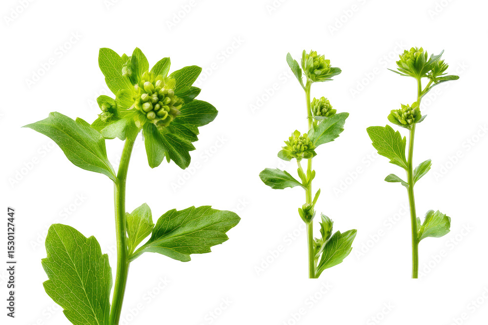 Flat-lay studio photo of scattered epazote leaves, soft lighting, top-down view, isolated on black background showing aromatic jagged foliage ideal for recipe graphics Flat-lay studio photo of scattered epazote leaves, soft lighting, top-down view, isolated on black background showing aromatic jagged foliage ideal for recipe graphics