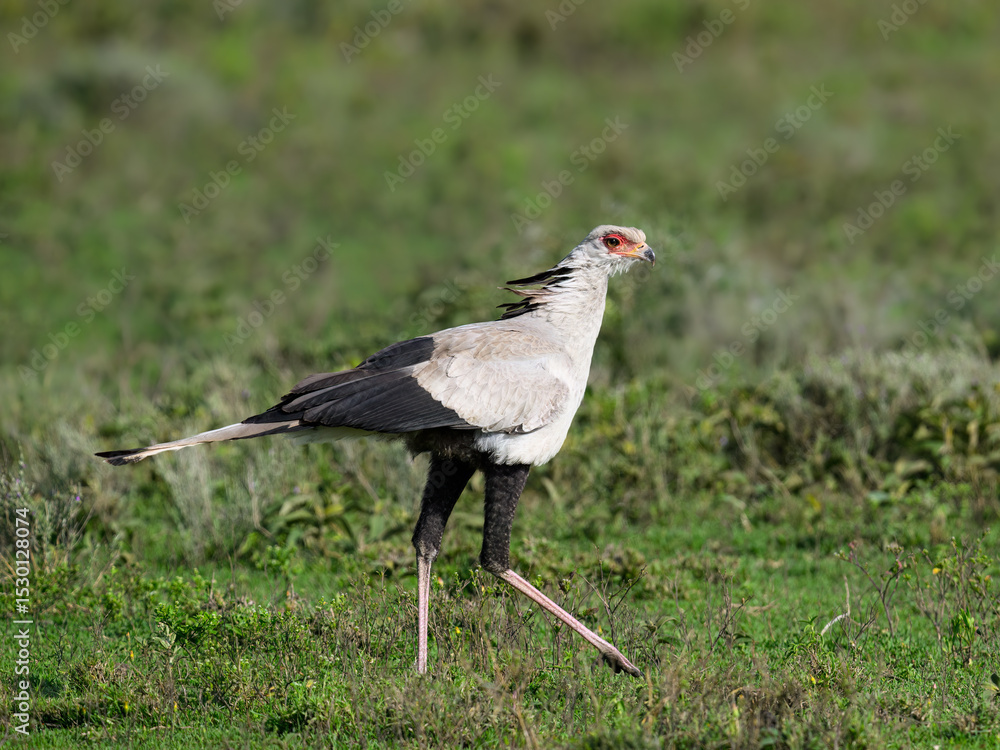 Secretary Bird Walking Through Grassland Habitat Secretary Bird Walking Through Grassland Habitat