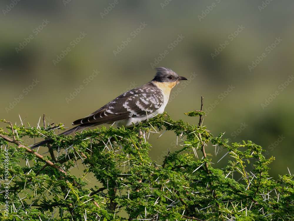 Great Spotted Cuckoo Perched on Thorny Acacia Branch Great Spotted Cuckoo Perched on Thorny Acacia Branch