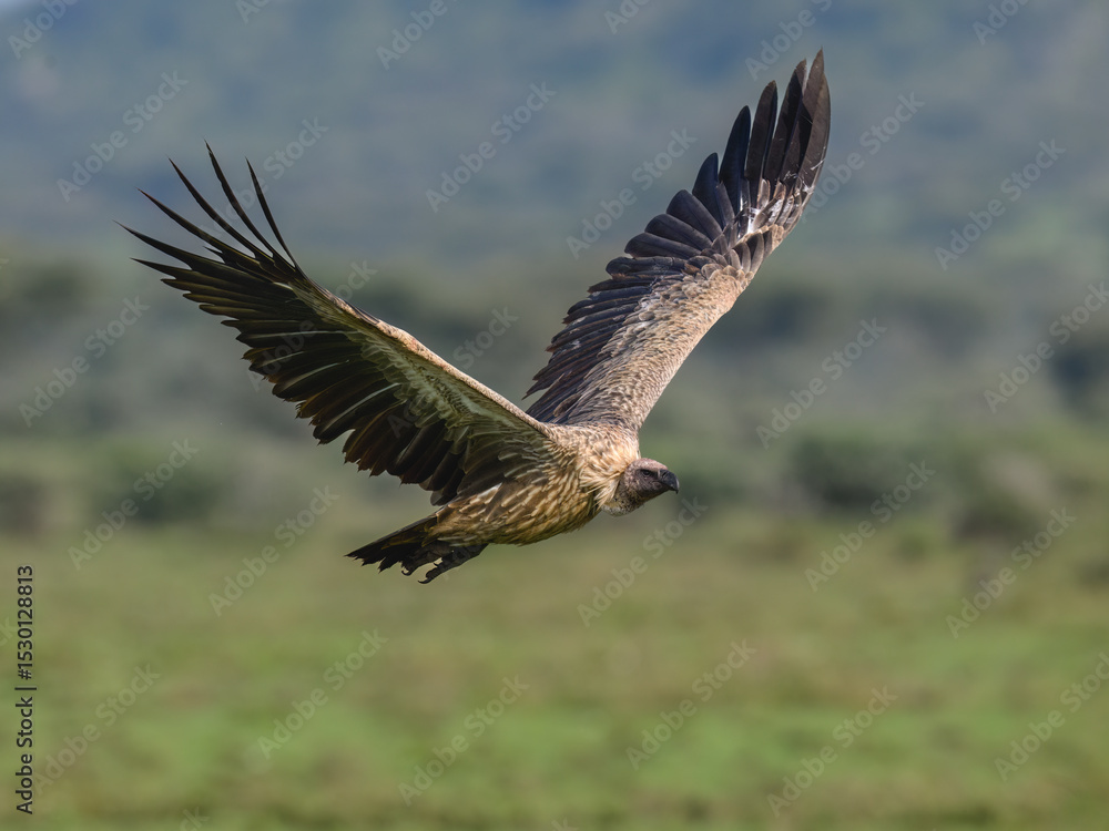 Obraz premium White-backed Vulture Flying Over Green Meadow Landscape
