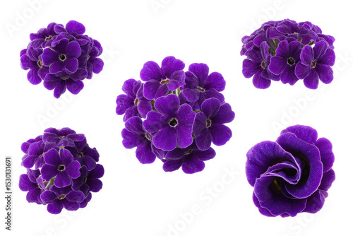 Fototapeta Naklejka Na Ścianę i Meble -  Purple heliotrope flower flat-lay