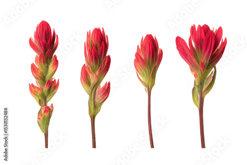 Isolated Indian paintbrush bloom