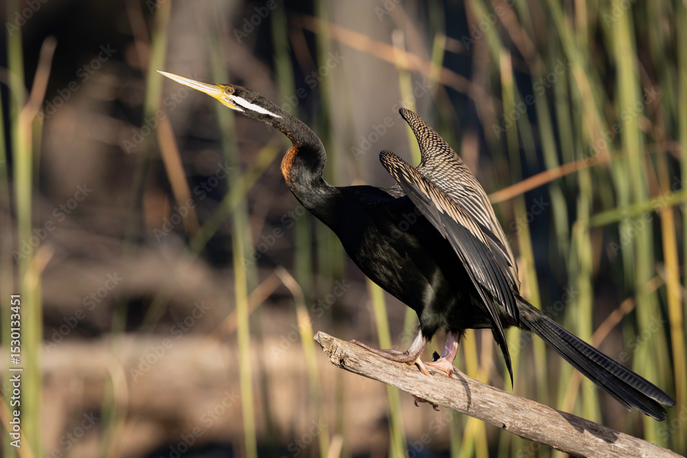 Fototapeta premium Australasian Darter (Anhinga novaehollandiae) male, Lake Burley Griffin, ACT, June 2025