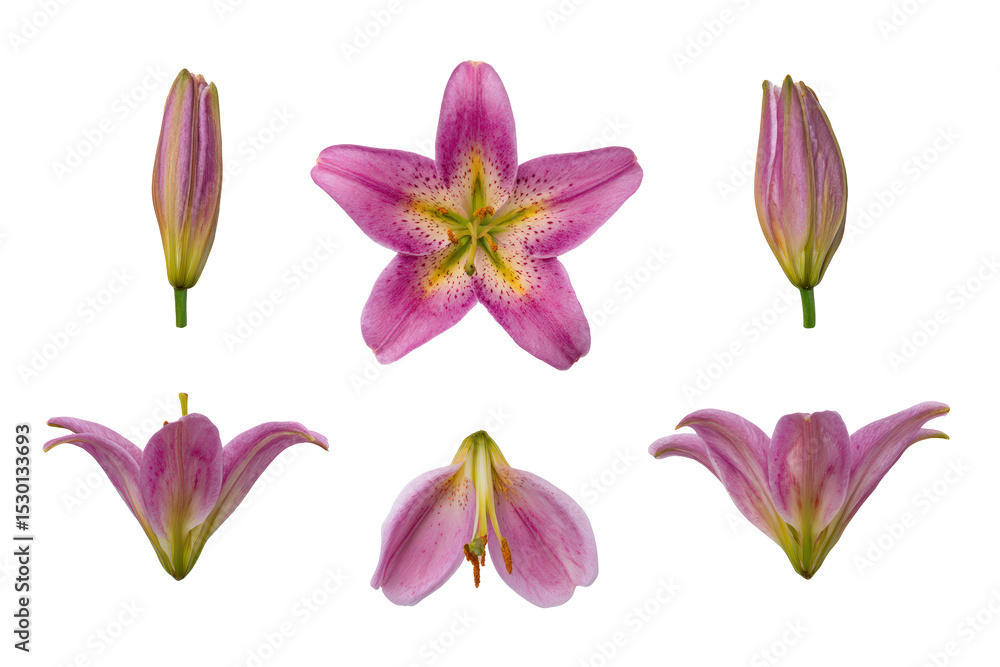 Naklejka premium Top-view macro pink lily bloom isolated, no background