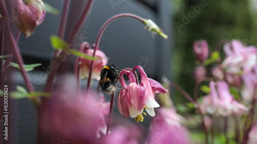 Fotografi Close-up of a bumblebee collecting nectar from pink columbine flower with blurre