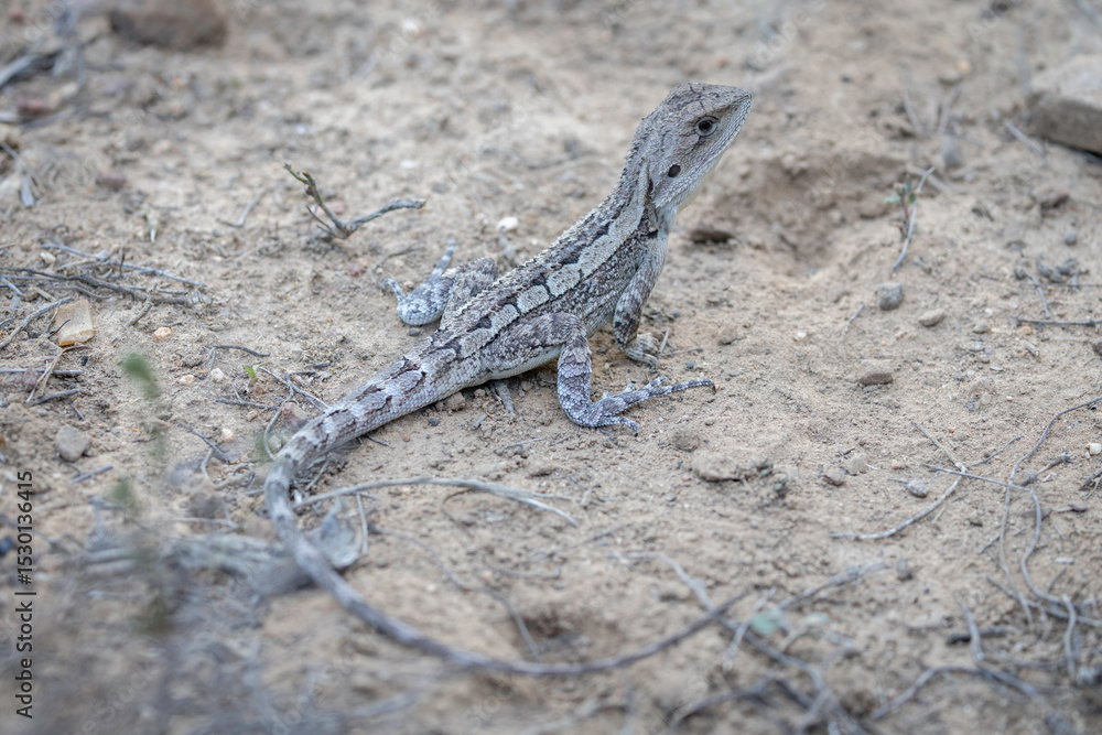 Naklejka premium Jacky Dragon (Amphibolurus muricatus), Canberra, ACT, March 2025