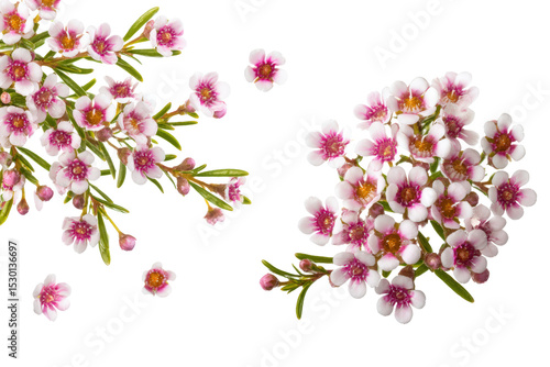 Wallpaper Mural Top-view waxflower sprig isolated, transparent background Torontodigital.ca