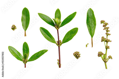 Flat-lay studio photo of fresh yerba mate leaves on transparent background