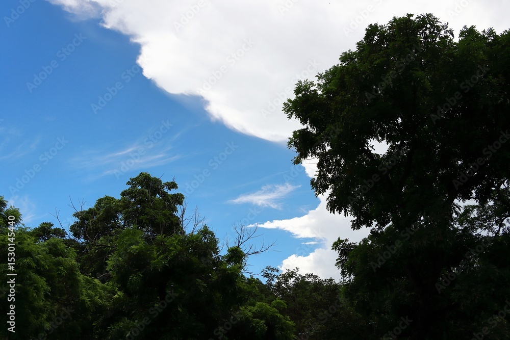 Obraz premium Trees clouds and blue sky background