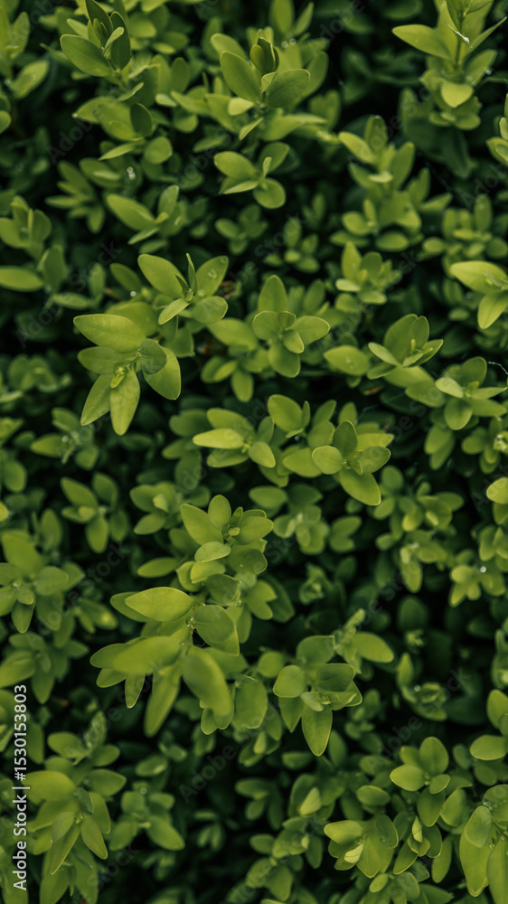Top view of dense green shrub with fresh leaves and tiny raindrops. Lush natural background with vibrant foliage texture Top view of dense green shrub with fresh leaves and tiny raindrops. Lush natural background with vibrant foliage texture