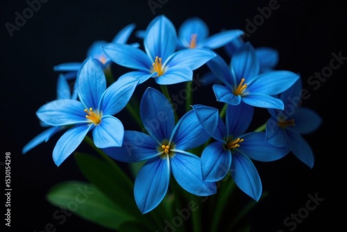 Vivid blue flowers, lush bouquet, dramatic black backdrop, wallpaper, photography