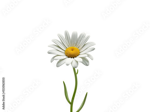 Wallpaper Mural White daisy flower with long curved stem, seen from the side, white background,yellow,floral,garden,bloom Torontodigital.ca