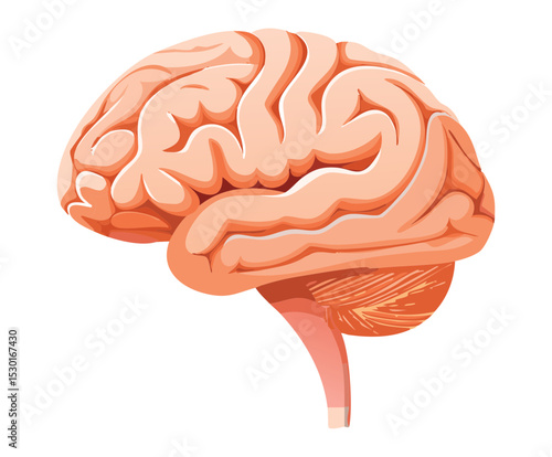 Medical Brain Organ Detailed Graphic
