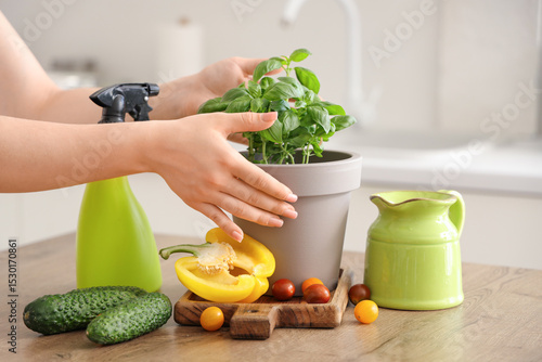 Fresh basil plant in pot wi...