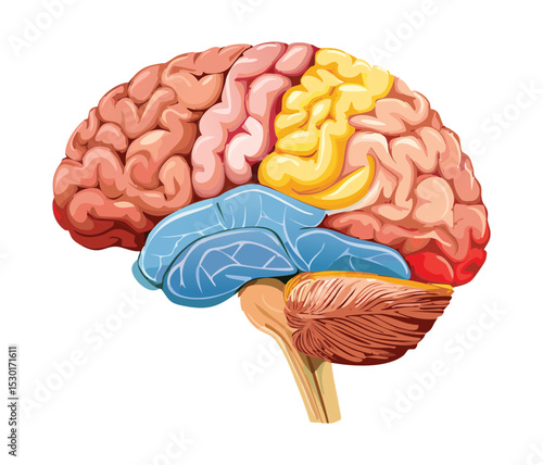 Different Brain Lobes Highlighted Anatomy