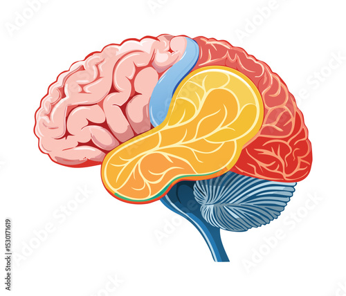 Colored Lobes of Human Brain