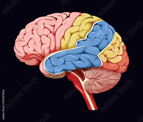 Brain Lobes Anatomy Medical Illustration