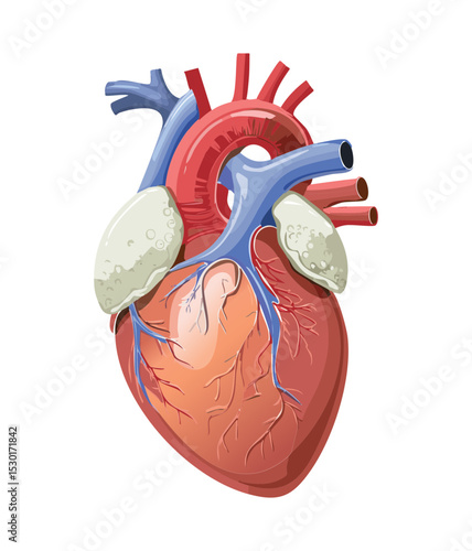 Detailed Human Heart Anatomy Illustration