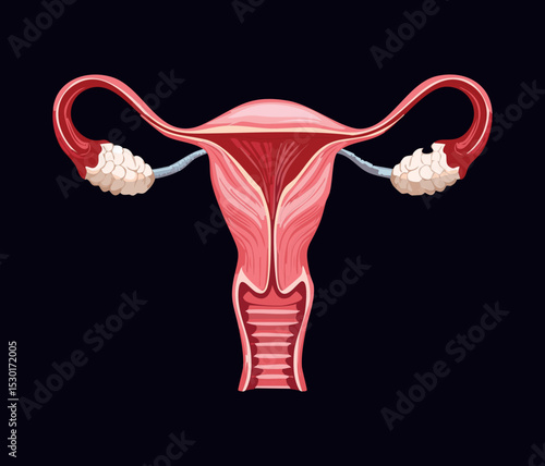 Human Female Reproductive System View
