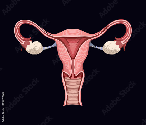Female Uterus and Ovaries Anatomy
