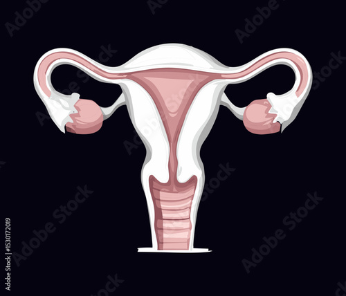 Simplified Female Reproductive System