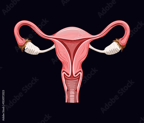 Anatomy of Female Genital Organs