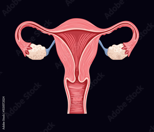 Human Female Reproductive Organs