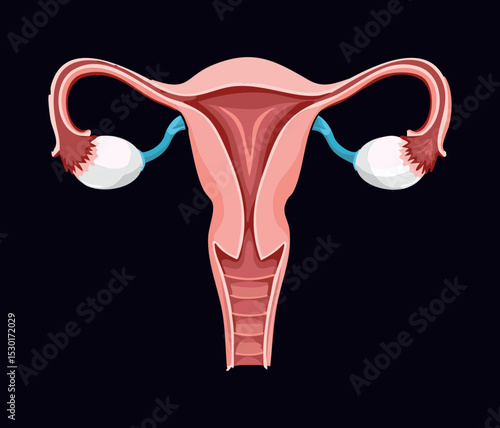 Female Reproductive System Anatomy
