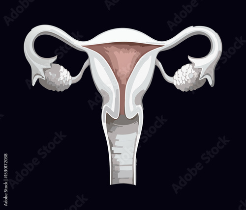 Human Uterus and Ovaries Grayscale Illustration