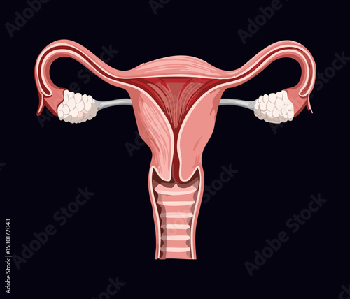 Female Reproductive System on Black Background