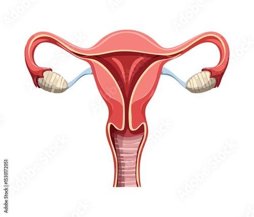 Detailed Female Reproductive System Anatomy