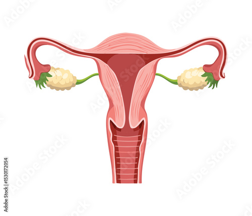 Female Reproductive System with Ovarian Follicles