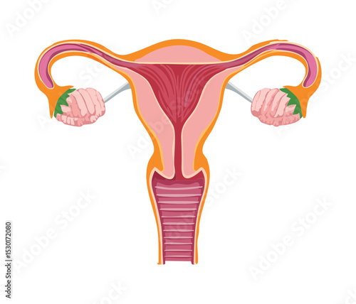 Female Reproductive System Anatomy Uterus Ovaries
