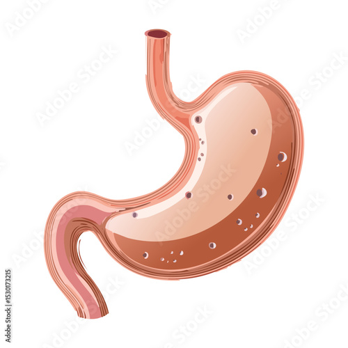 Human Stomach with Gas and Digested Food