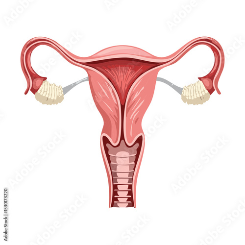 Female Reproductive System Anatomy Uterus Ovaries