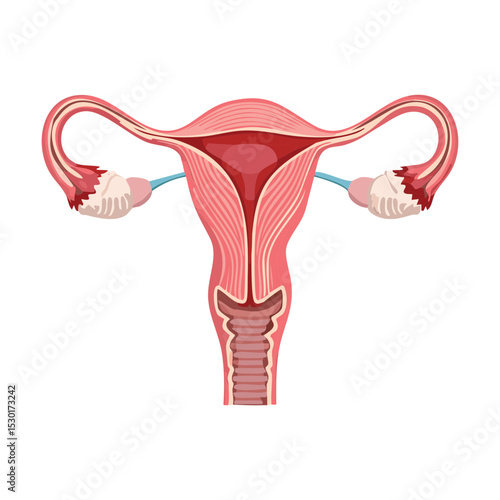 Detailed Anatomy of Female Uterus System