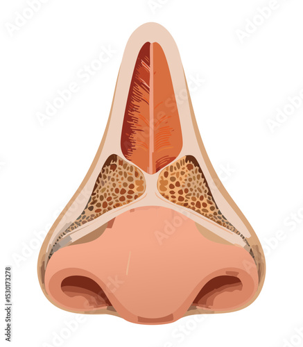Respiratory Anatomy Cross Section View