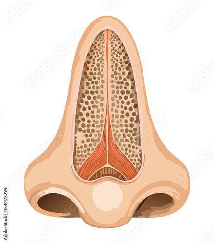 Human Uterus Anatomy Medical Diagram