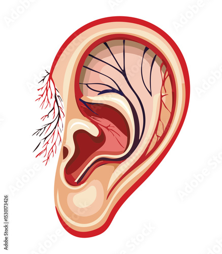 Detailed Human Ear Anatomy Blood Vessels