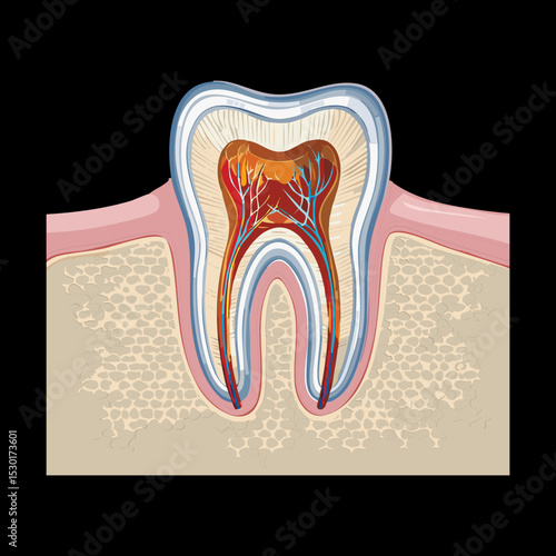 Tooth With Filling Dental Restoration Anatomy