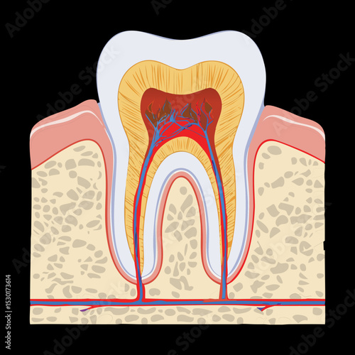 Tooth Embedded Gum Bone Detailed Anatomy
