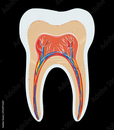 Healthy Tooth Cross Section Detailed Anatomy