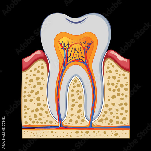 Tooth Internal Structure Layers Anatomy