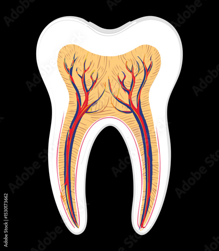 Human Tooth Internal Structure Blood Supply