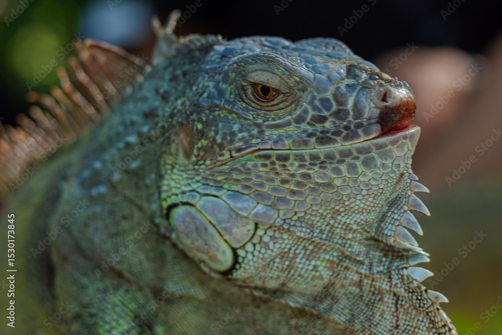 Close up of a Majestic Green Iguana's Head Close up of a Majestic Green Iguana's Head