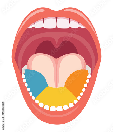 Oral Cavity Palate Uvula Anatomy