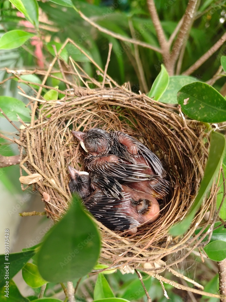 Obraz premium A few small black birds are sleeping in a nest on a branch.