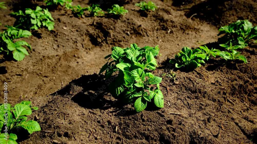 Close up shot of very young potato plant growing in sand rich soil and moving camera out revealing more mounds with vegetables - video taken on very sunny day emitting sharp shadows Close up shot of very young potato plant growing in sand rich soil and moving camera out revealing more mounds with vegetables - video taken on very sunny day emitting sharp shadows